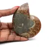 Ammonite naturelle polie fossile - 0