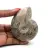 Ammonite fossile de Madagascar