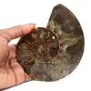 Ammonite naturelle fossile - 0