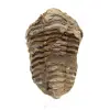 Fossile de trilobite du Maroc - 0