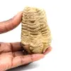 Trilobite fossile - 0