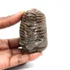 Trilobite fossile - 0