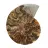 Ammonite Fossile Polie – Authenticité et Harmonie Naturelle