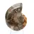Fossile d'Ammonite polie : Spécimen de collection