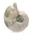 Ammonite polie de Mahajanga : Trésor paléontologique