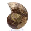 Ammonite polie : Géométrie marine de Madagascar - 3