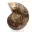 Ammonite polie : Géométrie marine de Madagascar — 3