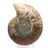Ammonite polie : Géométrie marine de Madagascar - 4