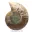 Ammonite polie : Géométrie marine de Madagascar — 4