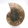 Ammonite polie : Géométrie marine de Madagascar - 5