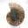 Ammonite polie : Géométrie marine de Madagascar — 5