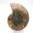 Ammonite imposante de Madagascar : Pureté fossile