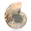 Ammonite polie : Géométrie marine de Madagascar - 6