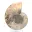 Ammonite polie : Géométrie marine de Madagascar — 6