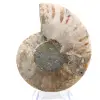 Ammonite polie : Géométrie marine de Madagascar - 7