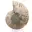 Ammonite polie : Géométrie marine de Madagascar — 7