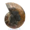 Ammonite polie : Géométrie marine de Madagascar - 8