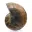 Ammonite polie : Géométrie marine de Madagascar — 8
