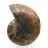 Fossile d'Ammonite polie : Densité et Détails